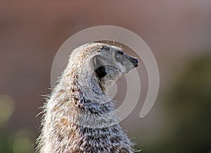 Meerkat