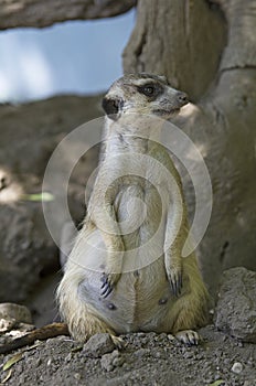 Meerkat