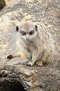 Meerkat