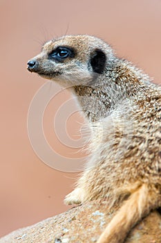 Meerkat