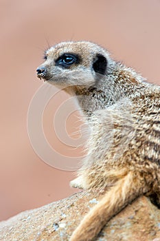 Meerkat