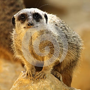 Meerkat