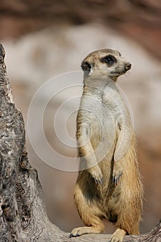 Meerkat