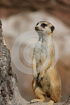 Meerkat