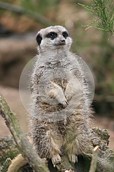 Meerkat