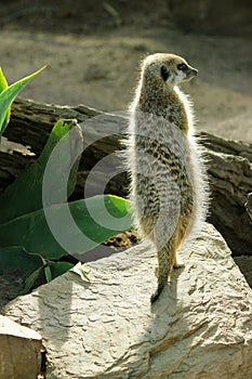 Meerkat