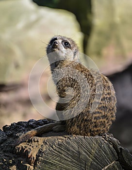 Meerkat