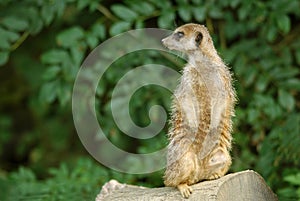 Meerkat