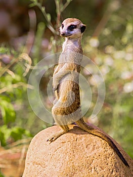 Meerkat