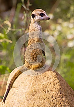 Meerkat