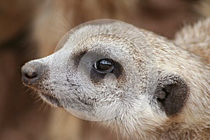 Meerkat