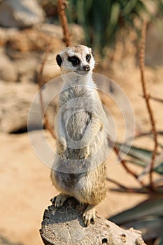 Meerkat photo