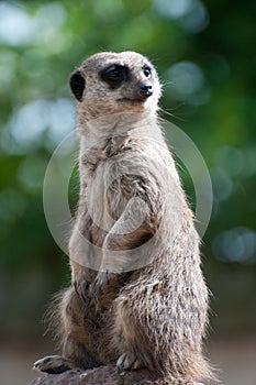 Meerkat