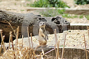 Meerkat.