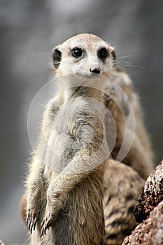 Meerkat photo