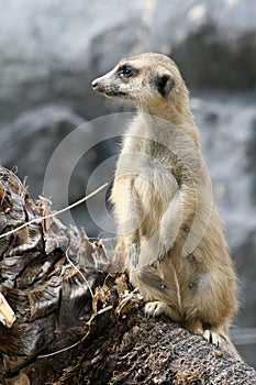 Meerkat