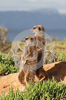 Meerkat Adventures