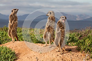 Meerkat Adventures