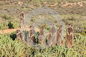 Meerkat Adventures photo