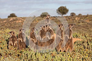 Meerkat Adventures