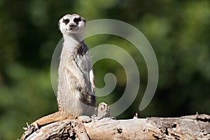 Meerkat, aka suricate, sitting upright on the tree trunk