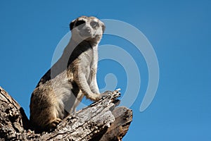 Meerkat, aka suricate, sitting upright on the tree trunk