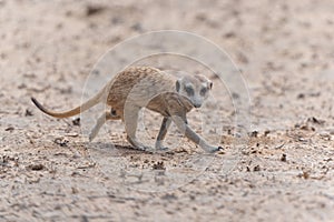 Meerkat, also known as suricate, in the Kgalagadi Transfrontier Park in South Africa