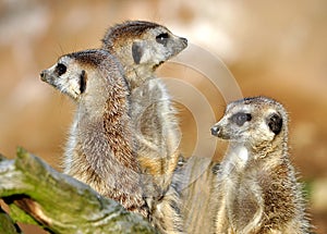 Meerkat animal