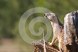 Meerkat animal on guard