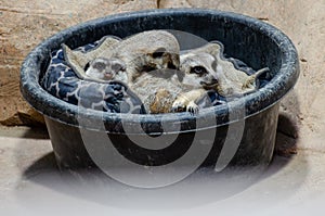 Meerkat at the Assiniboine Park Zoo, Winnipeg, Manitoba, Canada