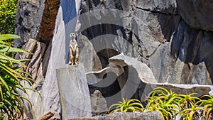 The meerkat in Auckland Zoo.