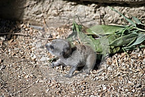 A meerkat baby