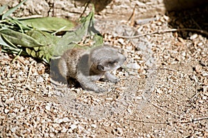 A meerkat baby
