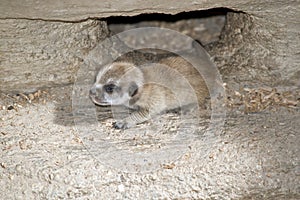 A meerkat baby