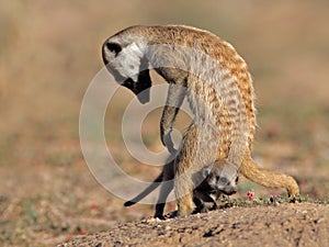 Meerkat with baby photo