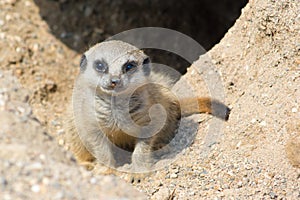 Meerkat Baby