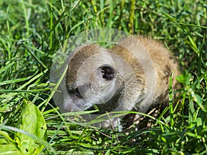 A meerkat baby is exploring the land