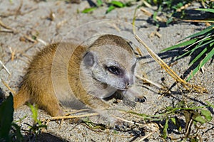 A meerkat baby is exploring the land