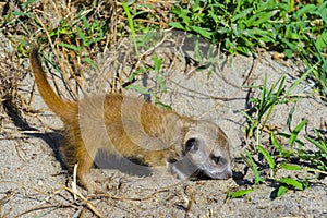 A meerkat baby is exploring the land