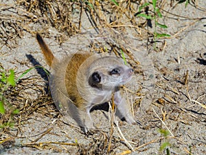 A meerkat baby is exploring the land