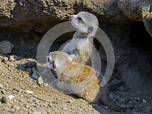 Meerkat baby on the ground on a summer day