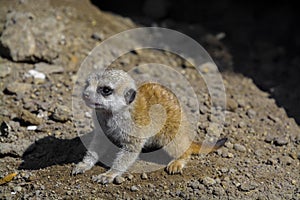 Meerkat baby on the ground on a summer day