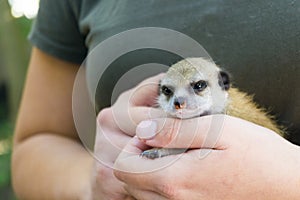 A meerkat baby on its zookeper hand