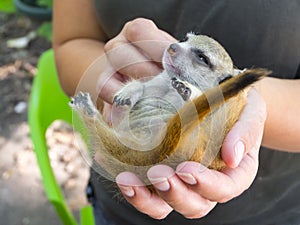 A meerkat baby on its zookeper hand