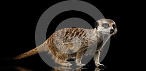 Meerkat on black background