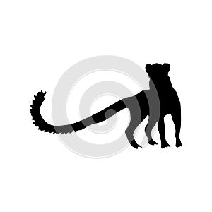 Meerkat black silhouette