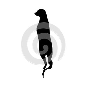 Meerkat black silhouette