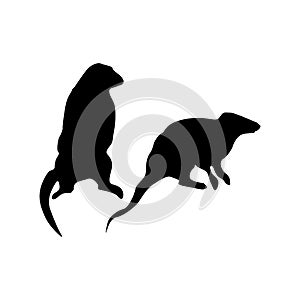Meerkat black silhouette