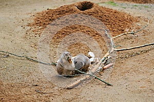 Meerkat or Cape ground squirrel or gopher. Desert mammal and small rodent and wild animal.