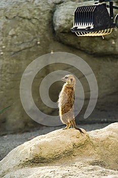 Meerkat in captivity photo